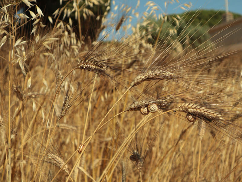 古代小麦