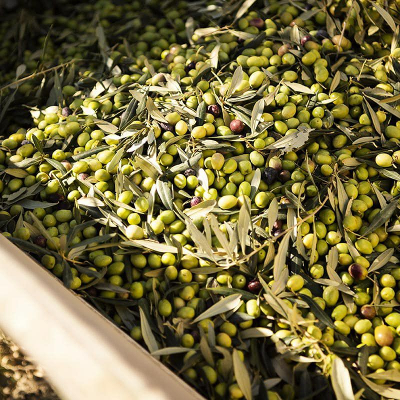 グリエルミ アルソ 燻製エクストラヴァージン・オリーブオイル 250ml