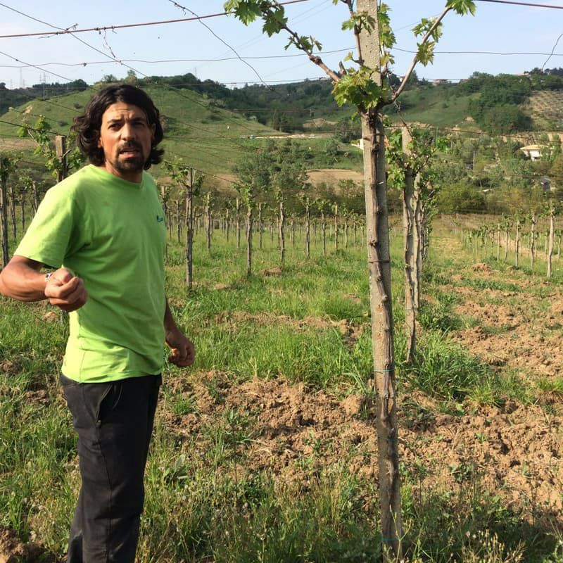 【無添加ブドウジャム】コッレ フローリド スクルッキヤータモンテプルチャーノ種使用 イタリア産 320g