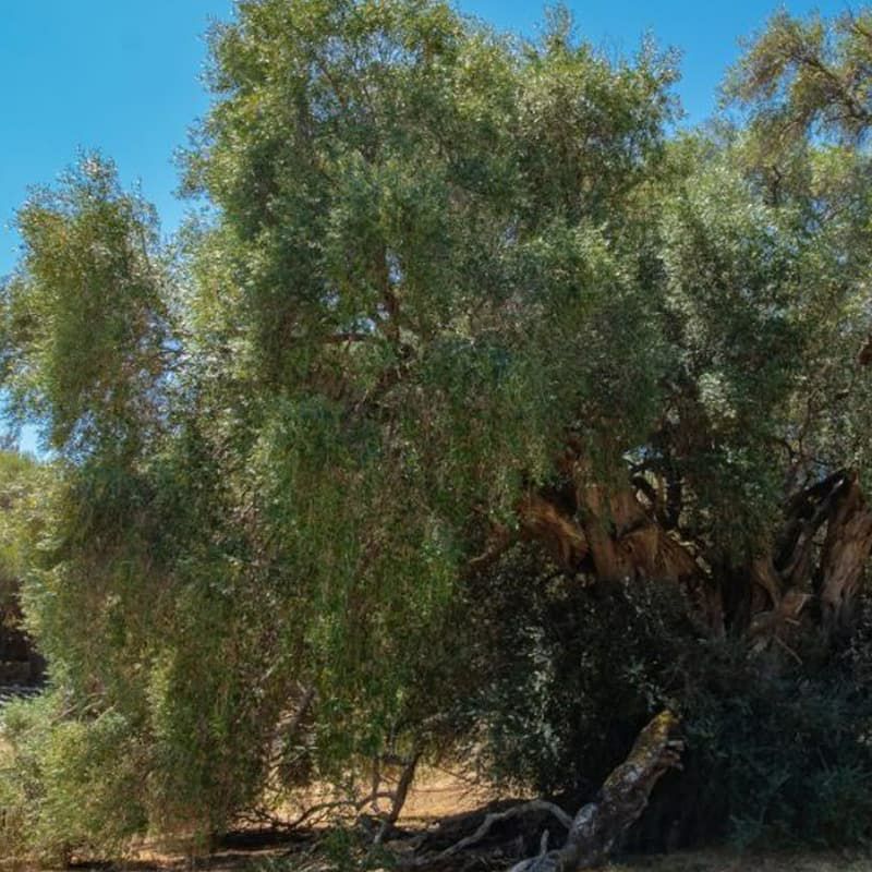 シチリア産 高ポリフェノールオリーブオイル