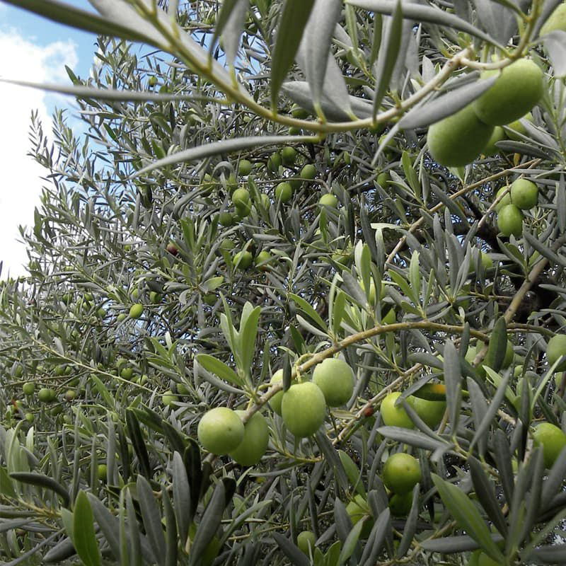 Frantoi Cutrera クトレラ プリモ DOP スプレー シチリア産オーガニック エキストラバージンオリーブオイル 250ml