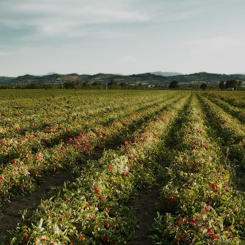 ムッティ 3倍濃縮トリプロ トマトペースト 185g